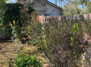 Bush Trimming by Edward Walsh for Robert K. in Riverside, CA