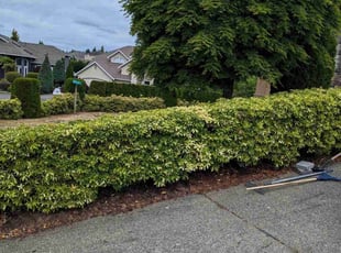 Bush Trimming by Braden Ripple for yeonsoo k. in Bonney Lake, WA