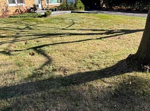 Leaf Removal by Jorge Yanez for Jessica R. in Naperville, IL