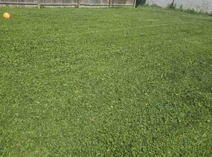 Ken P.'s Lawn Service service result