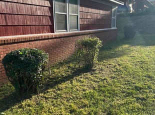 Bush Trimming by Zachary Bright for Anthony J. in Memphis, TN