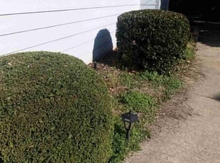 Bush Trimming by Enrique Juarez for Melissa O. in Woodstock, GA
