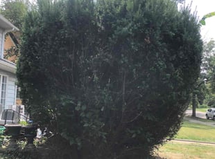 Bush Trimming by Thomas Smith for Wendy R. in Cleveland Heights, OH