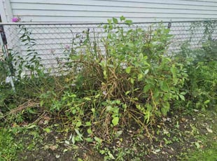 Bush Trimming by Deanta N for Brenda P. in Warren, MI