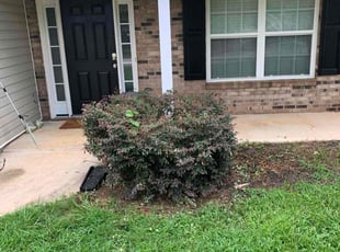 Bush Trimming by Matt Dameron for Angel F. in Douglasville, GA