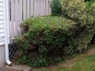 Bush Trimming by Lionel Gray for Tim B. in Meriden, CT