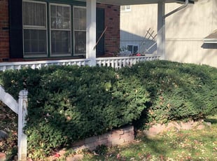 Bush Trimming by Emanuel Johnson for Daniel F. in Papillion, NE