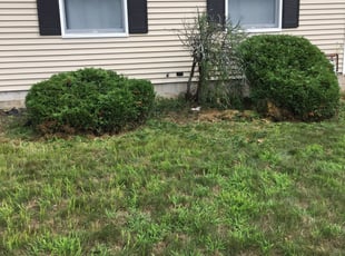 Bush Trimming by Kyle Cardinell for Torez R. in Liverpool, NY