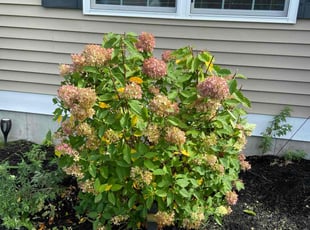 Bush Trimming by george francisco for Roosbens R. in Bridgewater, MA
