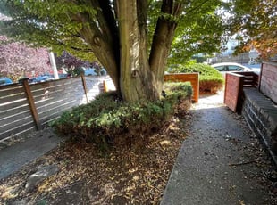 Bush Trimming by Rebecca Montague for Alejandra O. in Seattle, WA