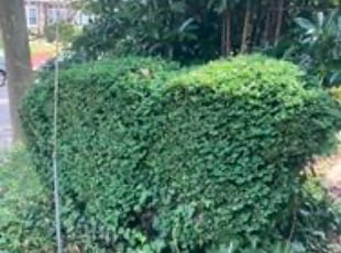 Bush Trimming by Curt Woods for Theresa B. in Philadelphia, PA