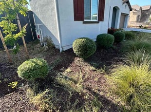 Bush Trimming by Kenneth jones for Ashley S. in Lincoln, CA