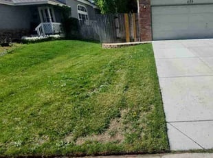 Weeding by Trent Young for Dane A. in Thornton, CO