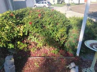 Bush Trimming by Delbert Jones for Kristin L. in Meridian, ID