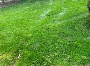 Barbara B.'s Lawn Service service result