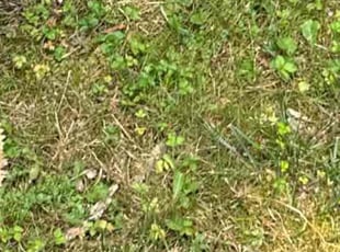 Weeding by Samuel Jordon for Erica M. in Laurel, MD