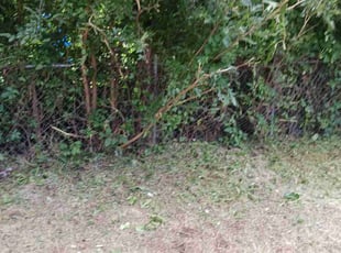 Bush Trimming by Ronald Rhodes for Chris C. in Oklahoma City, OK