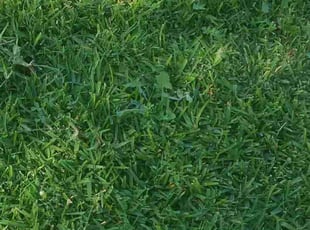 Bush Trimming by William Aguilar for Robert E. in San Dimas, CA
