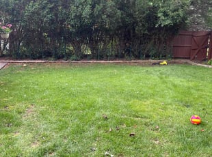 Todd W.'s Bush Trimming service result