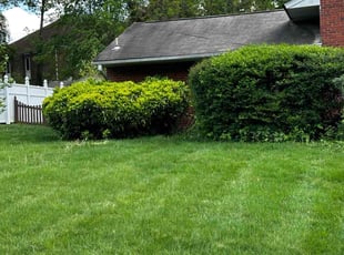 Bush Trimming by Carlos Portillo for Christopher W. in Springfield, VA