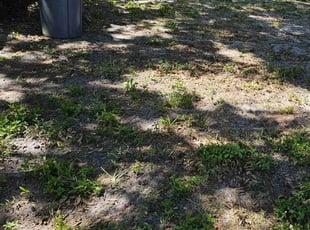 Leaf Removal by Elvis Pintado for Janet W. in Oldsmar, FL