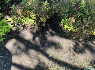 Weeding by Eduardo Guzman for Haley L. in Leesburg, VA