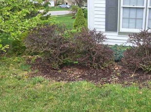 Bush Trimming by Dominique Jackson for Steve W. in Carmel, IN
