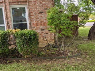 Bush Trimming by Eve Solis for Beverly A. in Irving, TX