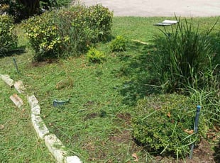 Weeding by Desmond Conley for Miya A. in Conroe, TX