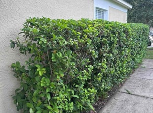 Bush Trimming by Cari Butler for Timothy C. in Tampa, FL