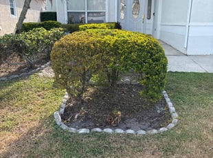 Bush Trimming by Luis Longa for Deirdre D. in Orlando, FL