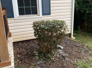 Bush Trimming by EL AllA-MuAmAd for Will P. in Charlotte, NC
