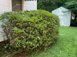 Bush Trimming by Justin Norris for Renee S. in Portsmouth, VA