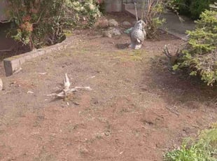 Cleanups by Robert Marsico for Damon F. in Portland, OR