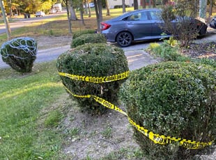 Bush Trimming by Adolfo Andrade Vigil for kathleen d. in Adelphi, MD