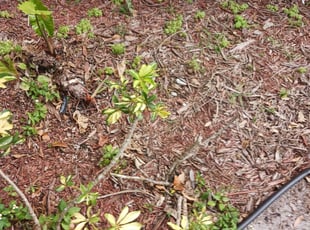Weeding by Elbert Smith for Charles M. in Plantation, FL