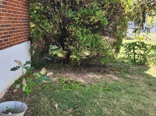 Bush Trimming by Kevin Philips for Richard H. in Cincinnati, OH