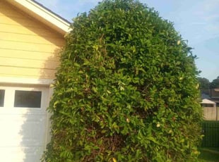 Bush Trimming by Shien Easley for Bertram J. in Jacksonville, AR
