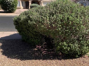 Bush Trimming by Vaughn Wright for Roshell L. in Gilbert, AZ