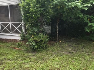 Bush Trimming by Kerly Alce for Diana M. in Leesburg, FL