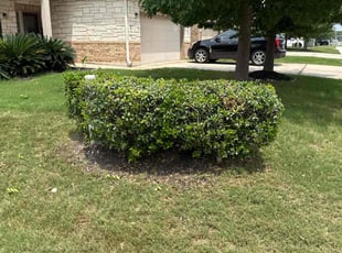 Bush Trimming by Miguel Delgado for Matilde A. in San Antonio, TX
