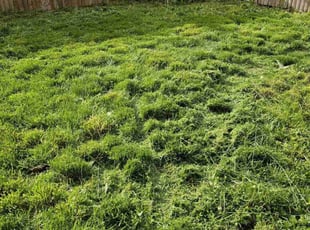 Landscaping by Richard Solier for Louvina J. in Newark, NJ