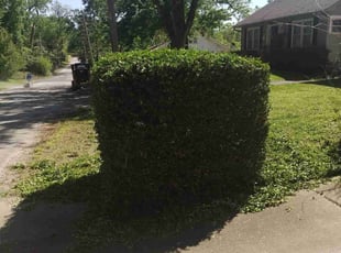 Bush Trimming by Frank Bennett for Matthew L. in Kansas City, MO