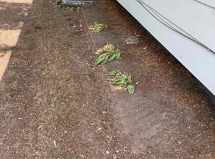 Cleanups by Gunner McClellan for Melvina S. in Fridley, MN