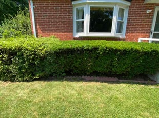 Maria O.'s Bush Trimming service result