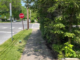 Bush Trimming by David Bowen for Nina S. in Syracuse, NY
