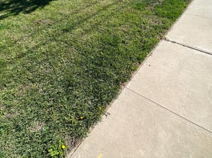 Bush Trimming by Brennon Peters for Jon M. in San Diego, CA