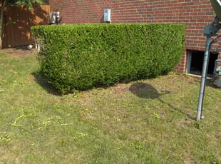 Bush Trimming by Eugene Melendez for Valarie N. in Brentwood, TN