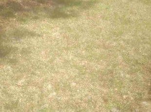 Cleanups by David Wilson for Nicole W. in Norfolk, VA