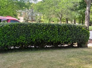 Bush Trimming by Avelino Alonso for Chris W. in Suwanee, GA